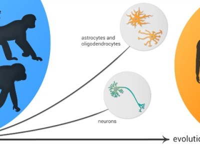 ¿El hombre la maquina mas sofisticada, y que derechos no da&nbsp;eso?